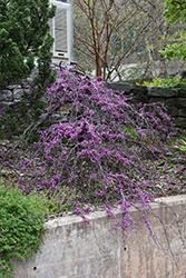Ruby Falls Redbud (Cercis canadensis 'Ruby Falls') at Bayport Flower Houses