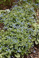 Jack Frost Bugloss (Brunnera macrophylla 'Jack Frost') at Bayport Flower Houses