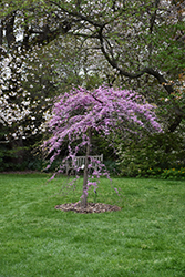 Cascading Hearts Redbud (Cercis canadensis 'Cascading Hearts') at Bayport Flower Houses