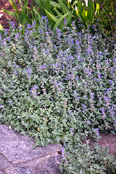 Early Bird Catmint (Nepeta 'Early Bird') at Bayport Flower Houses