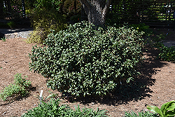 Chestnut Hill Cherry Laurel (Prunus laurocerasus 'Chestnut Hill') at Bayport Flower Houses