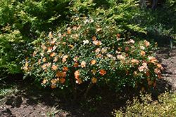 Oso Easy Paprika Rose (Rosa 'ChewMayTime') at Bayport Flower Houses