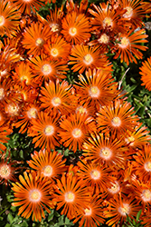 Ocean Sunset Orange Vibe Ice Plant (Delosperma 'T18-2') at Bayport Flower Houses