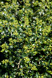 Green Lustre Japanese Holly (Ilex crenata 'Green Lustre') at Bayport Flower Houses