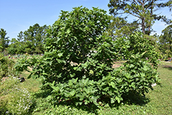 Brown Turkey Fig (Ficus carica 'Brown Turkey') at Bayport Flower Houses