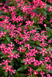 Soiree Kawaii Coral Vinca (Catharanthus roseus 'Soiree Kawaii Coral') at Bayport Flower Houses