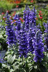 Rockin' Playin' The Blues Salvia (Salvia 'Balsamispim') at Bayport Flower Houses