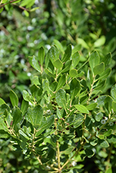 Inkberry Holly (Ilex glabra) at Bayport Flower Houses