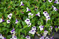 Catalina Grape-O-Licious Torenia (Torenia 'Catalina Grape-O-Licious') at Bayport Flower Houses