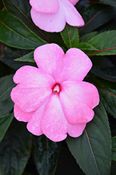 Super Sonic Pastel Pink New Guinea Impatiens (Impatiens hawkeri 'Super Sonic Pastel Pink') at Bayport Flower Houses