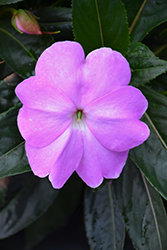 Super Sonic Lavender New Guinea Impatiens (Impatiens hawkeri 'Super Sonic Lavender') at Bayport Flower Houses
