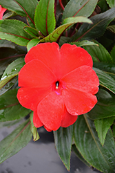 Sonic Deep Red New Guinea Impatiens (Impatiens 'Sonic Deep Red') at Bayport Flower Houses