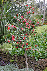 April Tryst Camellia (Camellia japonica 'April Tryst') at Bayport Flower Houses