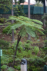 Australian Tree Fern (Cyathea cooperi) at Bayport Flower Houses
