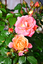 Peach Drift Rose (Rosa 'Meiggili') at Bayport Flower Houses