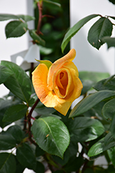 Oregold Rose (Rosa 'Oregold') at Bayport Flower Houses