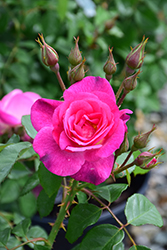 Easy To Please Rose (Rosa 'WEKfawibyblu') at Bayport Flower Houses