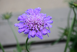 Butterfly Blue Pincushion Flower (Scabiosa 'Butterfly Blue') at Bayport Flower Houses