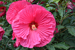 Summer In Paradise Hibiscus (Hibiscus 'Summer In Paradise') at Bayport Flower Houses