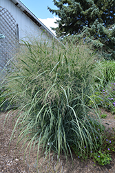 Northwind Switch Grass (Panicum virgatum 'Northwind') at Bayport Flower Houses