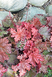 Peachberry Ice Coral Bells (Heuchera 'Peachberry Ice') at Bayport Flower Houses