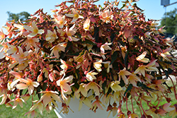 Bossa Nova Yellow Begonia (Begonia boliviensis 'Bossa Nova Yellow') at Bayport Flower Houses
