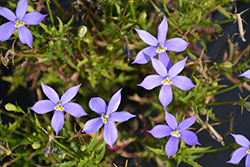 Fizz N Pop Glowing Violet Blue Stars (Isotoma axillaris 'Tmlu 1301') at Bayport Flower Houses