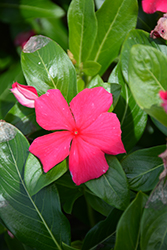 Cora XDR Punch (Catharanthus roseus 'Cora XDR Punch') at Bayport Flower Houses