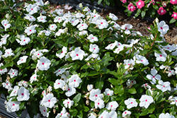 Cora XDR Polka Dot (Catharanthus roseus 'Cora XDR Polka Dot') at Bayport Flower Houses