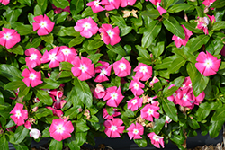 Cora XDR Pink Halo (Catharanthus roseus 'Cora XDR Pink Halo') at Bayport Flower Houses