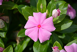 Cora XDR Light Pink (Catharanthus roseus 'Cora XDR Light Pink') at Bayport Flower Houses