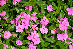 Cora XDR Light Pink (Catharanthus roseus 'Cora XDR Light Pink') at Bayport Flower Houses