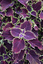 ColorBlaze Wicked Witch Coleus (Solenostemon scutellarioides 'Wicked Witch') at Bayport Flower Houses