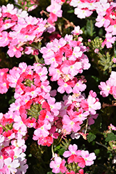 Superbena Sparkling Rose Verbena (Verbena 'RIKAV52102') at Bayport Flower Houses