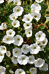 Piccola White Petunia (Petunia 'Piccola White') at Bayport Flower Houses