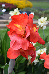 South Pacific Scarlet Canna (Canna 'South Pacific Scarlet') at Bayport Flower Houses