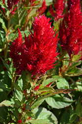 Kelos Fire Red Celosia (Celosia 'Kelos Fire Red') at Bayport Flower Houses