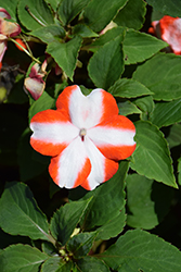 Imara XDR Orange Star Impatiens (Impatiens walleriana 'Imara XDR Orange Star') at Bayport Flower Houses