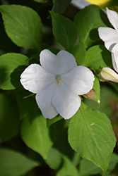 Imara XDR White Impatiens (Impatiens walleriana 'Imara XDR White') at Bayport Flower Houses