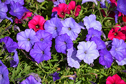 Easy Wave Lavender Sky Blue Petunia (Petunia 'Easy Wave Lavender Sky Blue') at Bayport Flower Houses