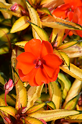SunPatiens Vigorous Tropical Orange New Guinea Impatiens (Impatiens 'SAKIMP055') at Bayport Flower Houses