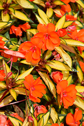 Click to view a full-size photo of SunPatiens Vigorous Tropical Orange New Guinea Impatiens (Impatiens 'SAKIMP055') at Bayport Flower Houses SunPatiens Vigorous Tropical Orange New Guinea Impatiens (Impatiens 'SAKIMP055') at Bayport Flower Houses