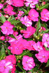 SunPatiens Vigorous Rose Pink New Guinea Impatiens (Impatiens 'SAKIMP052') at Bayport Flower Houses