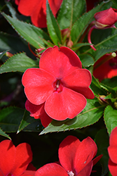 SunPatiens Vigorous Red Impatiens (Impatiens 'SAKIMP048') at Bayport Flower Houses