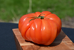 Costoluto Genovese Tomato (Solanum lycopersicum 'Costoluto Genovese') at Bayport Flower Houses