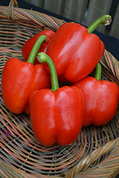 Red Bell Pepper (Capsicum annuum 'Red Bell') at Bayport Flower Houses