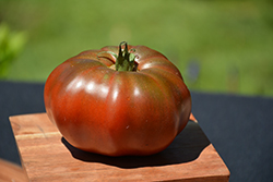 Black Krim Tomato (Solanum lycopersicum 'Black Krim') at Bayport Flower Houses