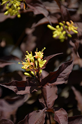 Nightglow Diervilla (Diervilla splendens 'El Madrigal') at Bayport Flower Houses