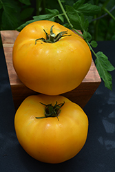 Brandywine Yellow Tomato (Solanum lycopersicum 'Brandywine Yellow') at Bayport Flower Houses