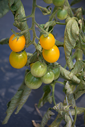 Yellow Grape Tomato (Solanum lycopersicum 'Yellow Grape') at Bayport Flower Houses